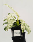 Epipremnum giganteum variegata
