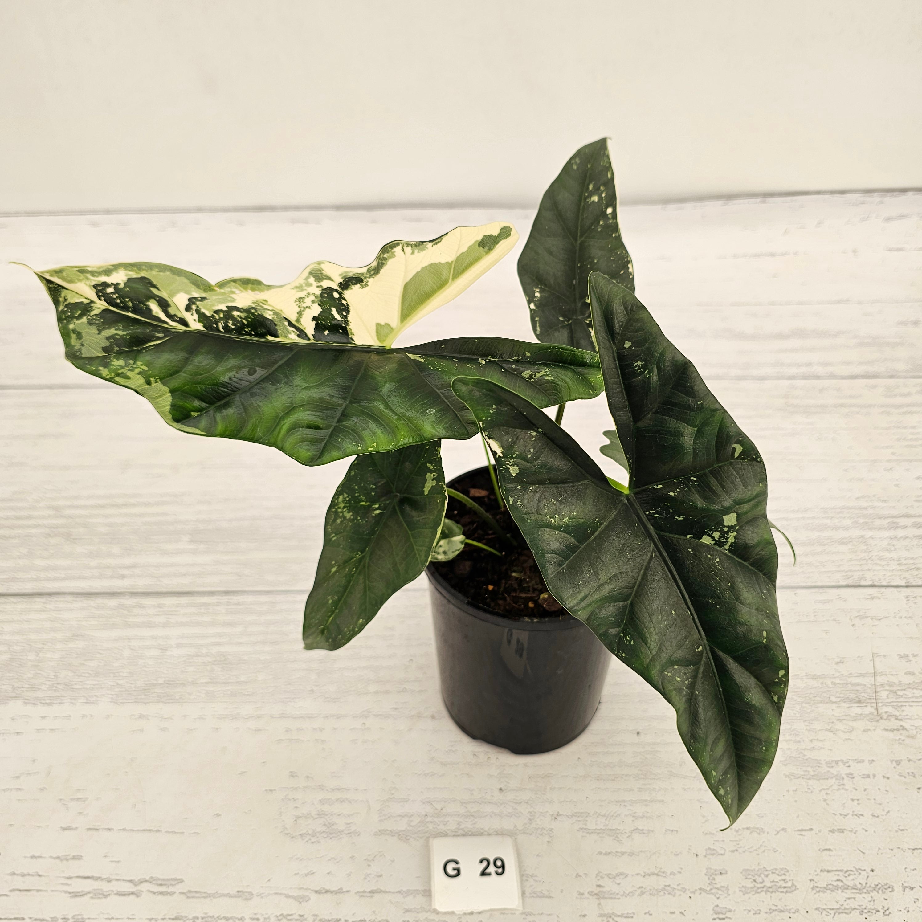 Alocasia ‘Simpo Albo’ Variegata - SALE