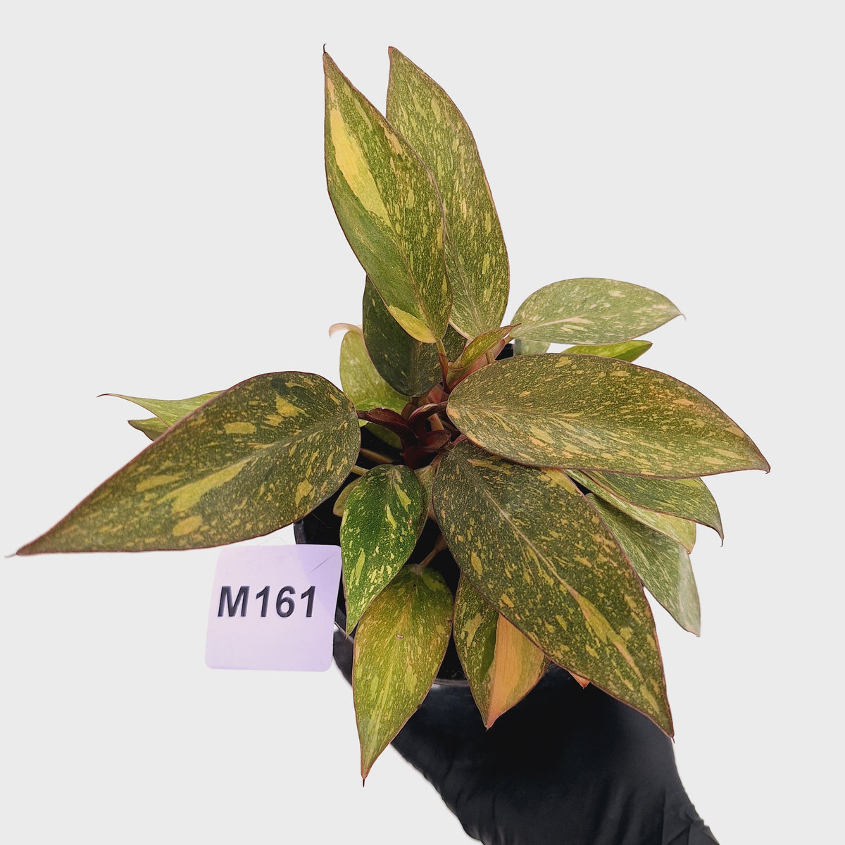 Philodendron 'Orange Princess' 70mm