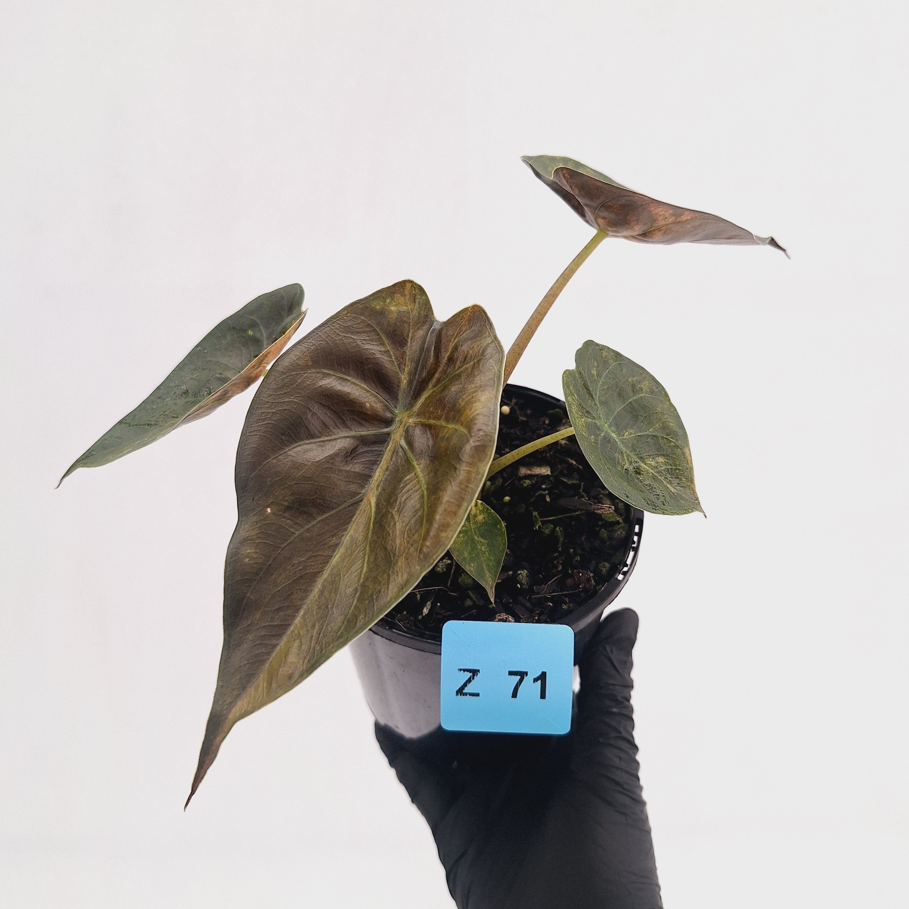 Alocasia ‘wentii’ Variegated - Sale