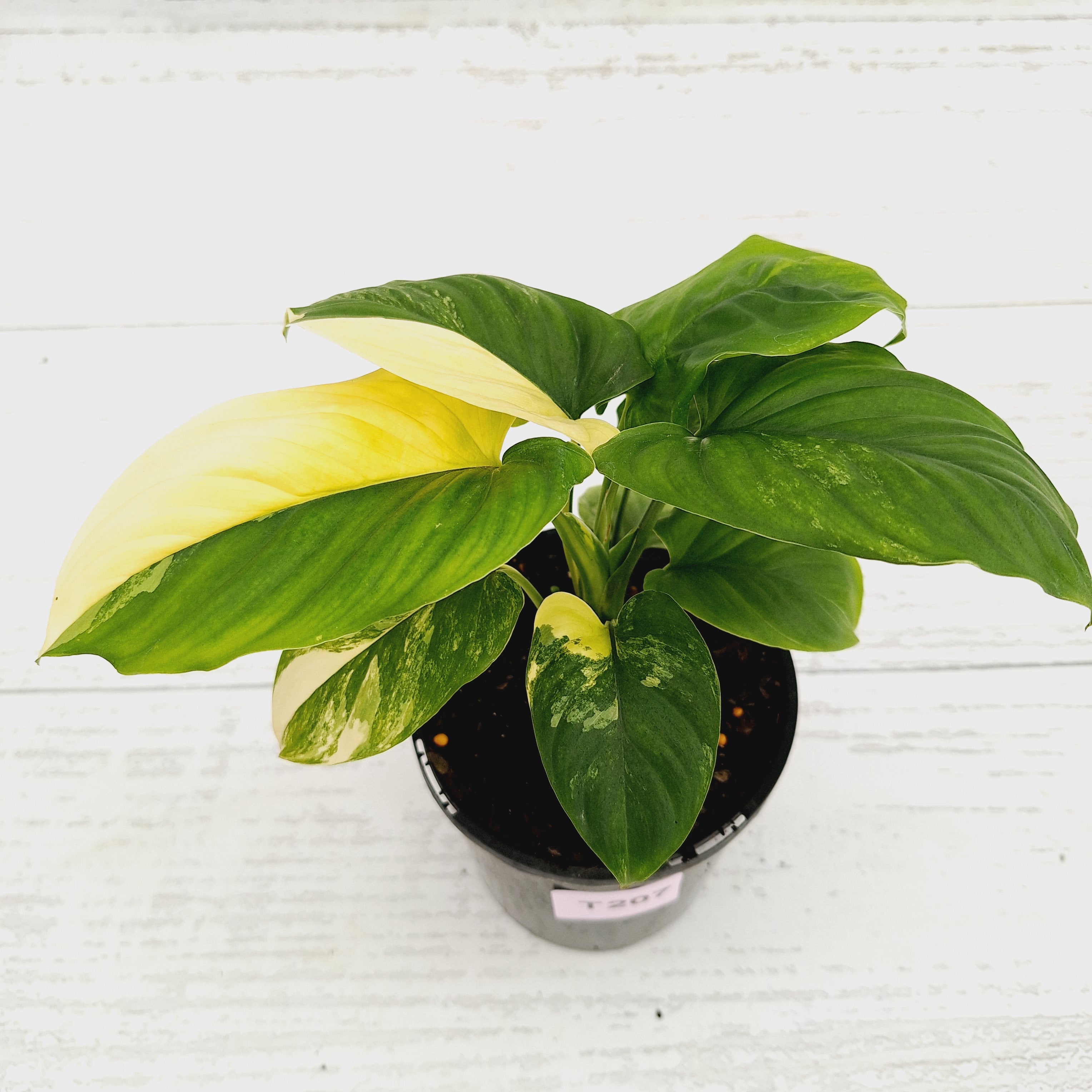 Homalomena rubescens Variegata