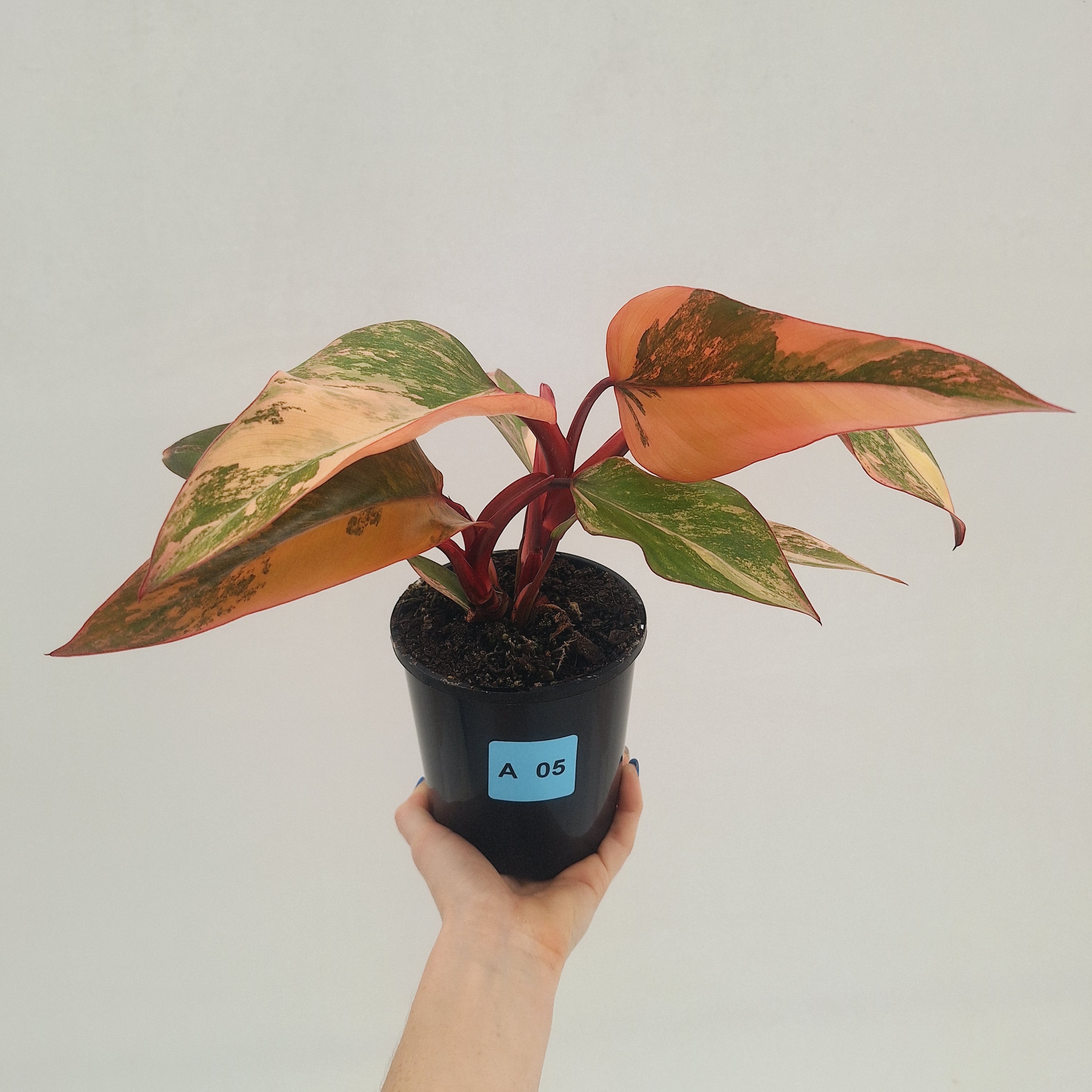 Philodendron erubescens Strawberry Shake - SALE