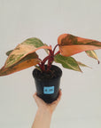 Philodendron erubescens Strawberry Shake - SALE