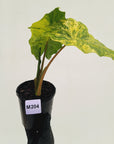 Alocasia Portora Variegata - SALE