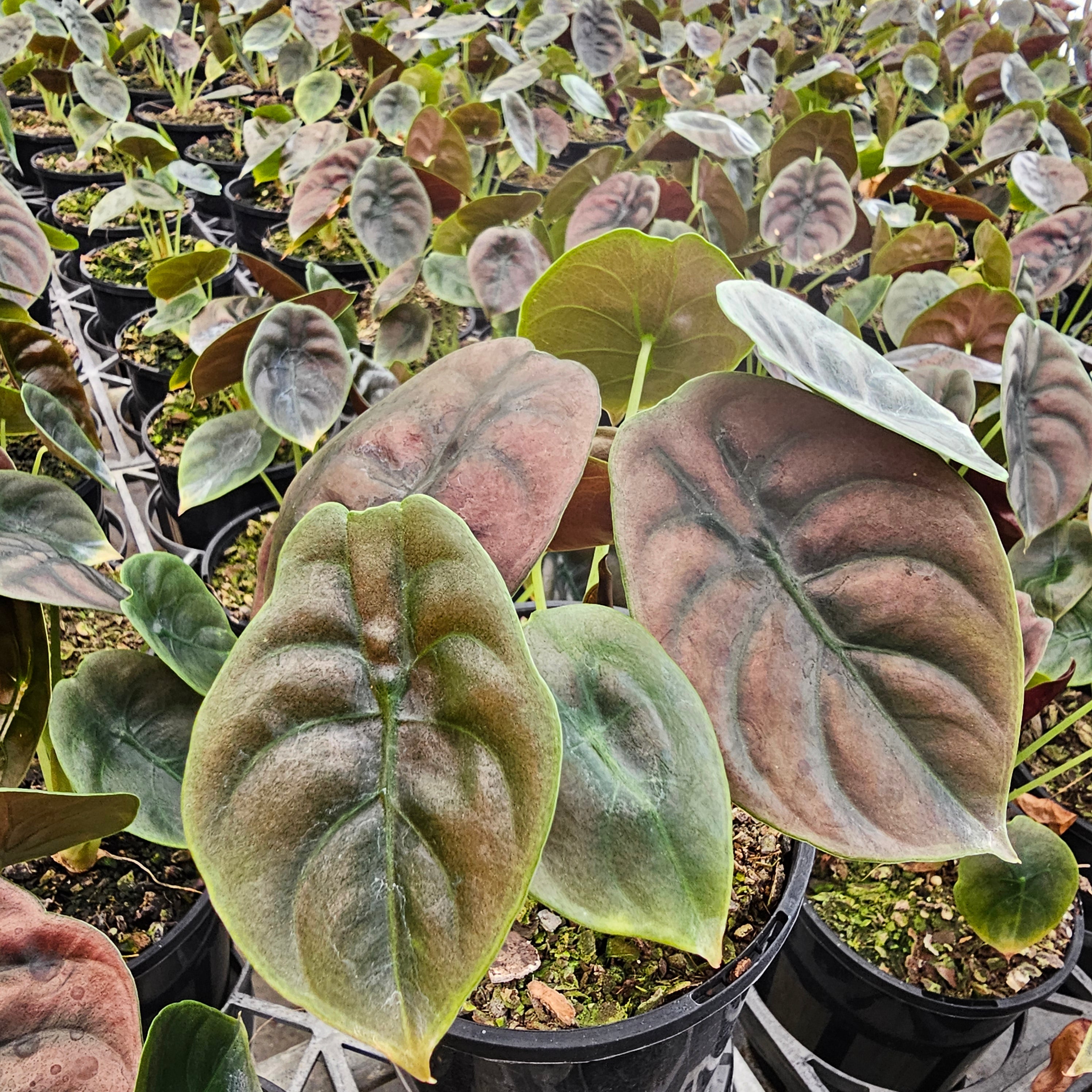 Alocasia cuprea ‘Red Secret’