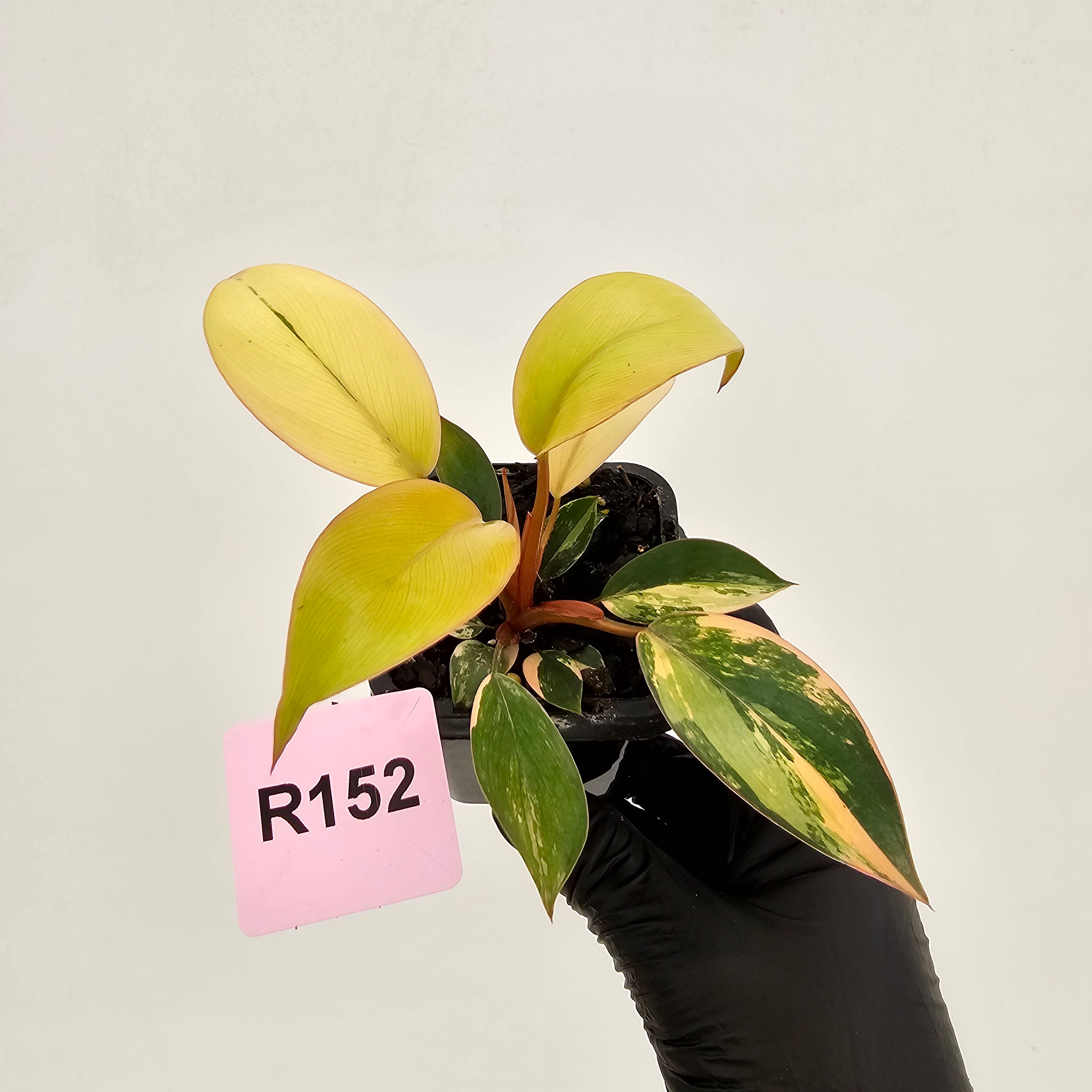 Philodendron 'Rojo Congo Variegated' 70mm