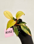 Philodendron 'Rojo Congo Variegated' 70mm
