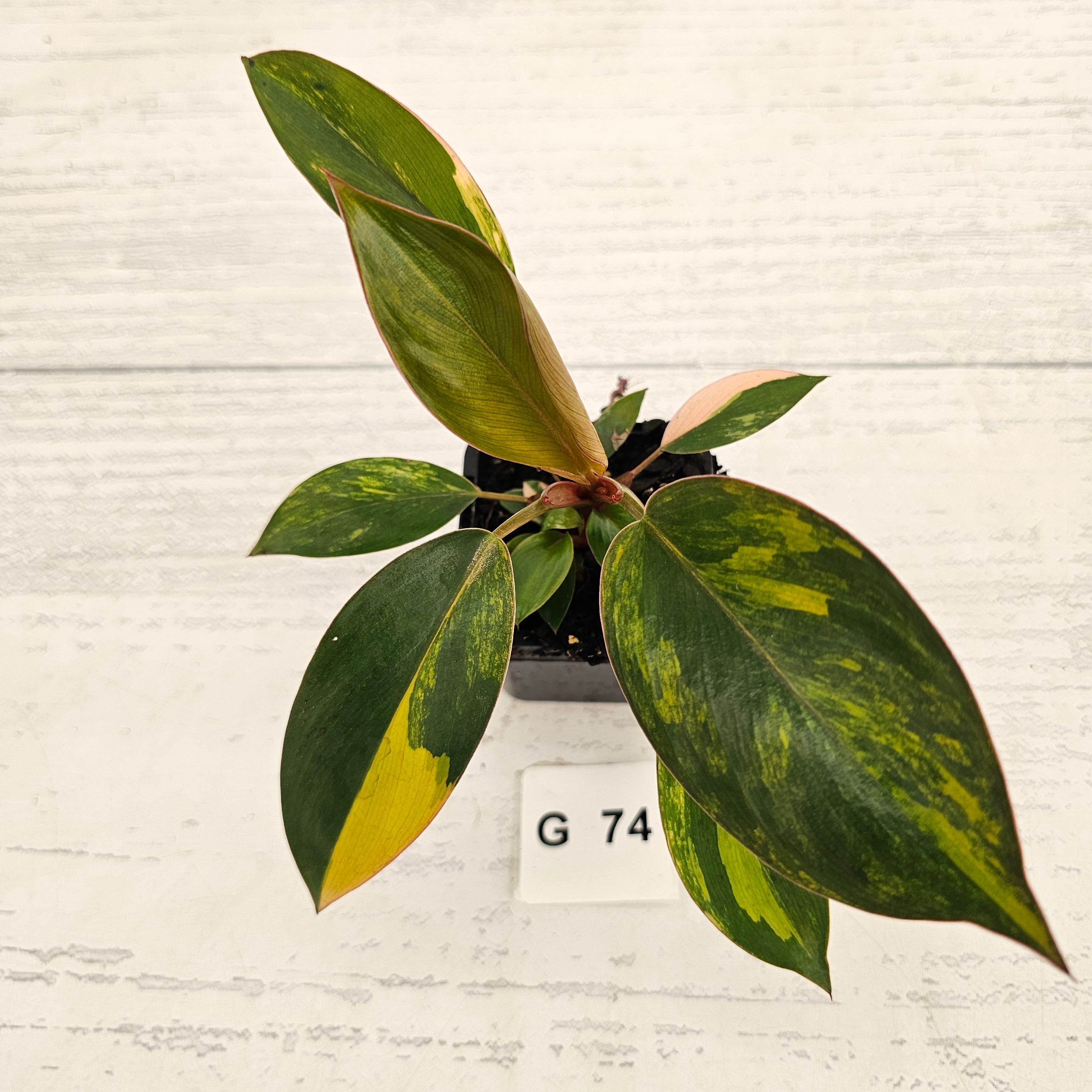 Philodendron 'Rojo Congo Variegated' - SALE