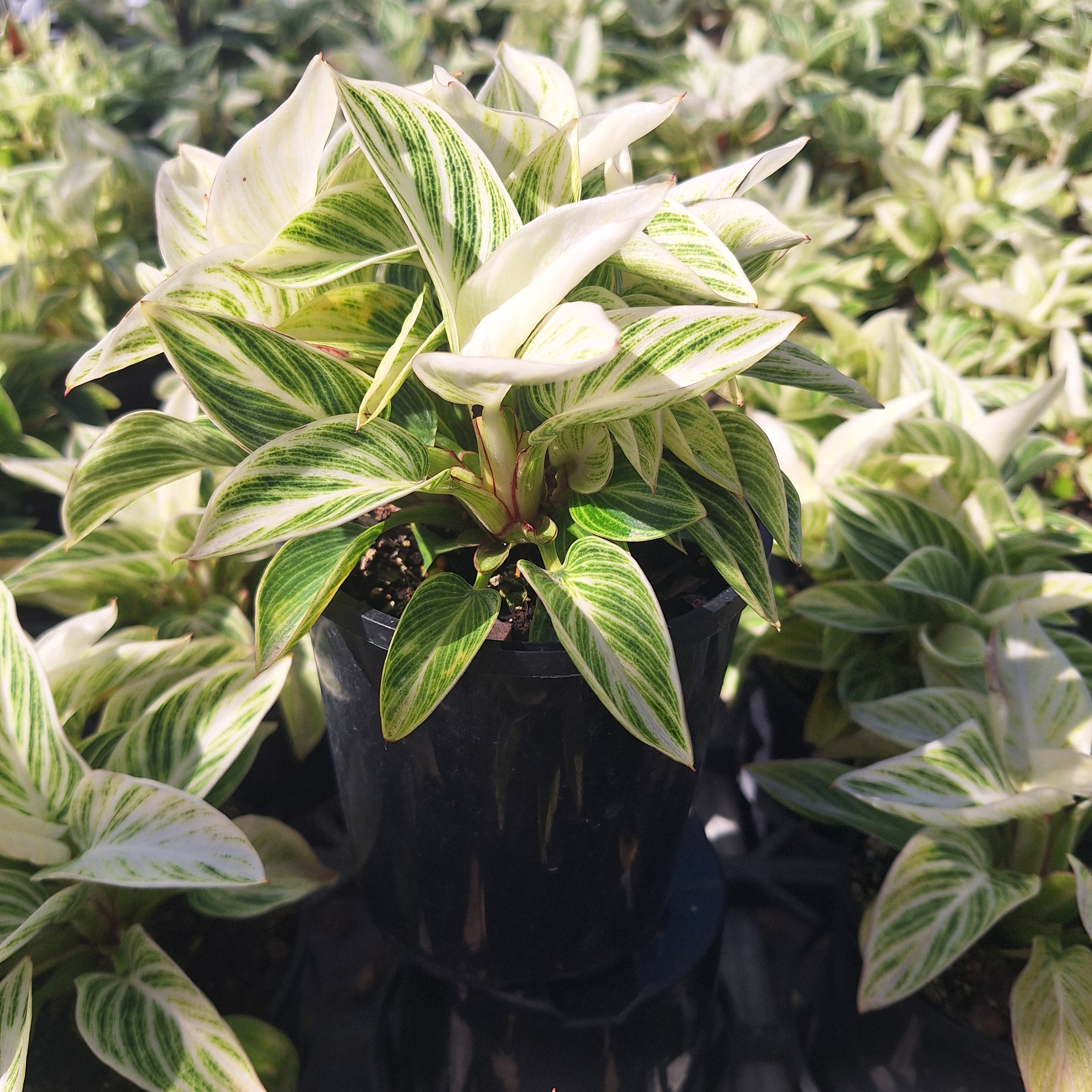 Philodendron erubescens 'Birkin'