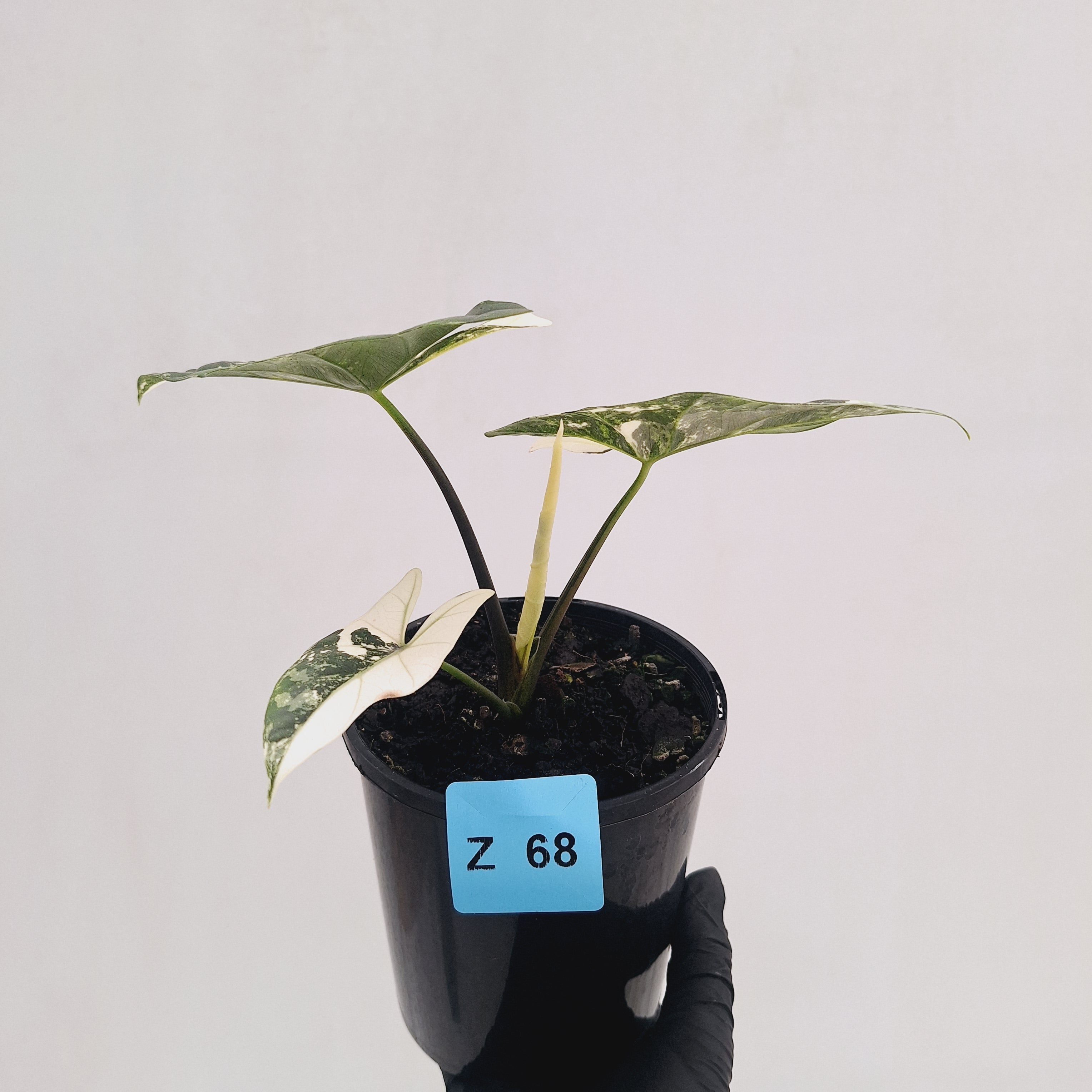 Alocasia ‘Simpo Albo’ Variegata - SALE