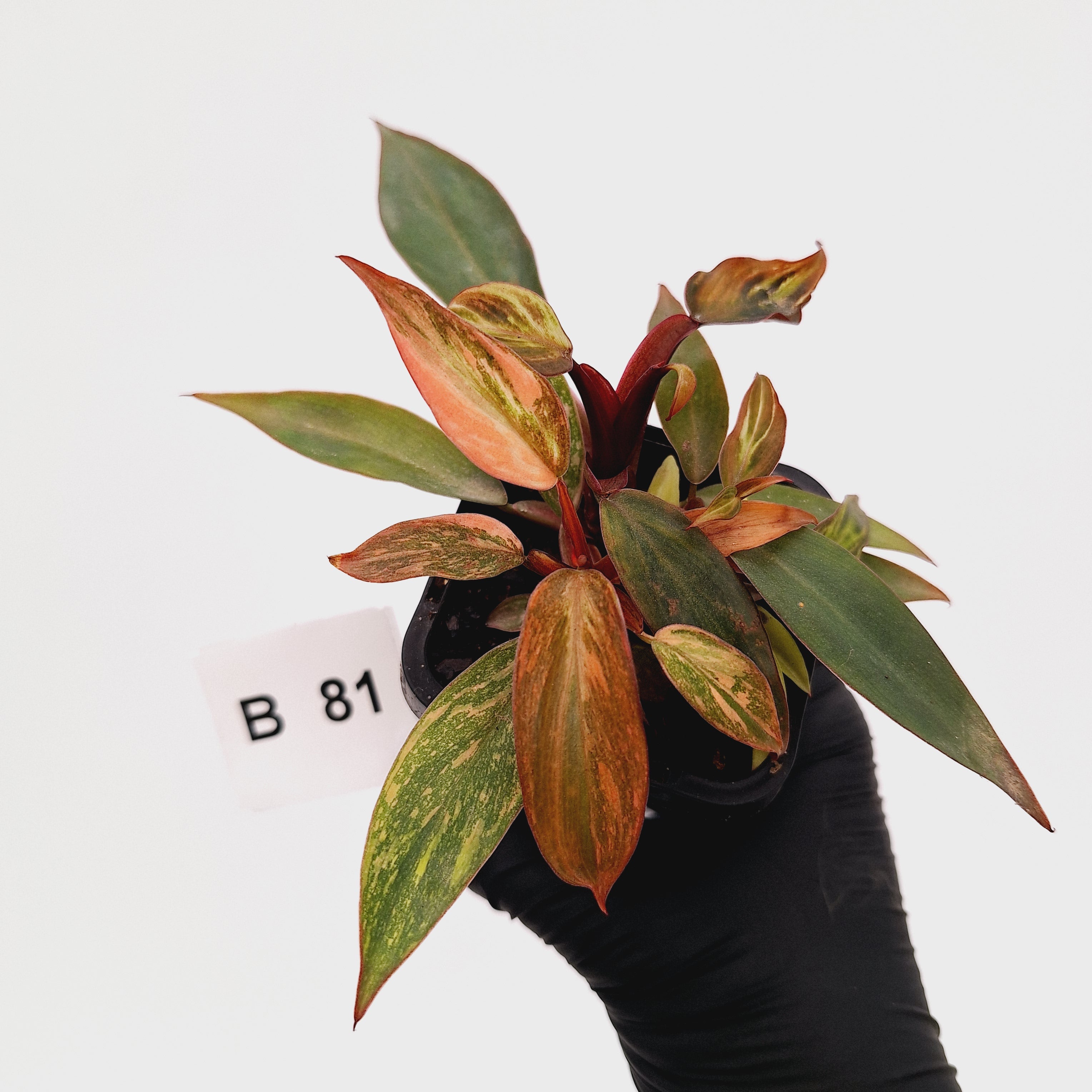 Philodendron 'Orange Princess'