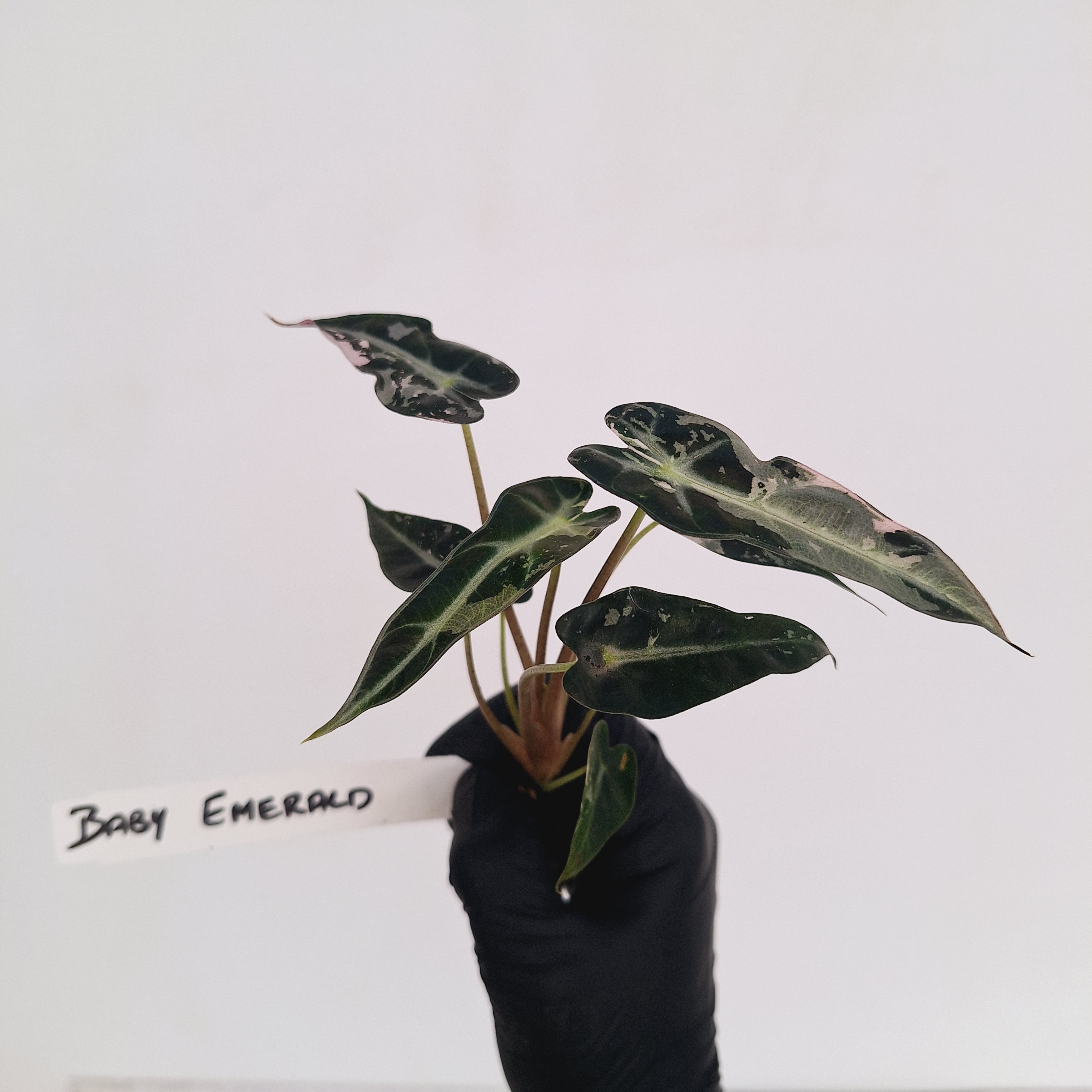 Alocasia Amazonica bambino Variegata - Bare Bottom Baby