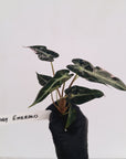 Alocasia Amazonica bambino Variegata - Bare Bottom Baby