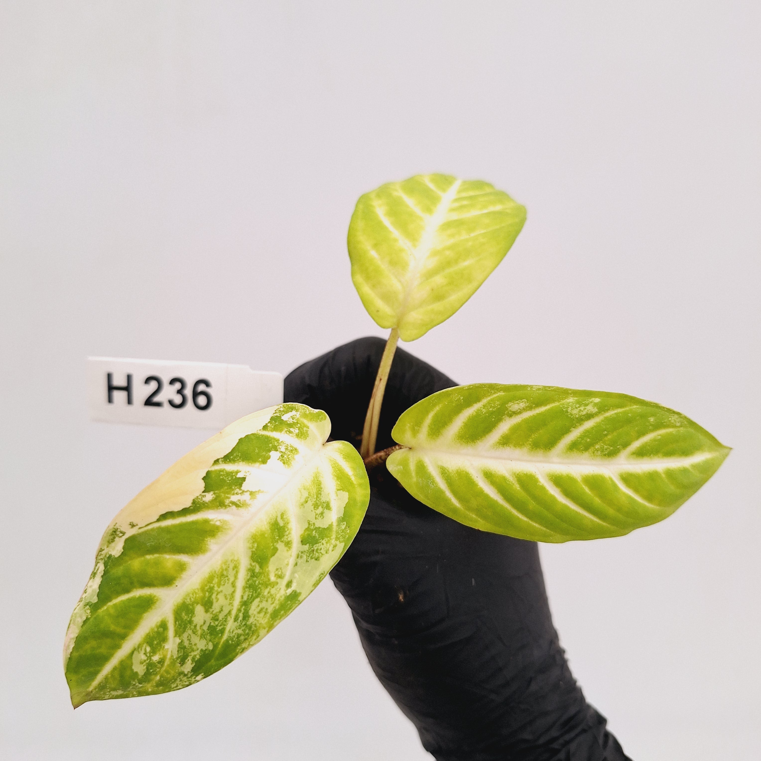 Phyllotaenium lindenii Magnificum Variegata -  Bare Bottom Baby