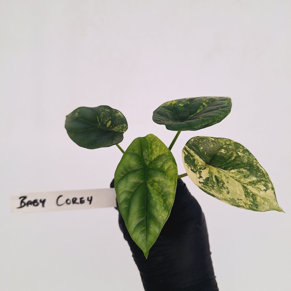 Alocasia sinuata Variegata - Bare Bottom Baby