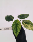 Alocasia sinuata Variegata - Bare Bottom Baby