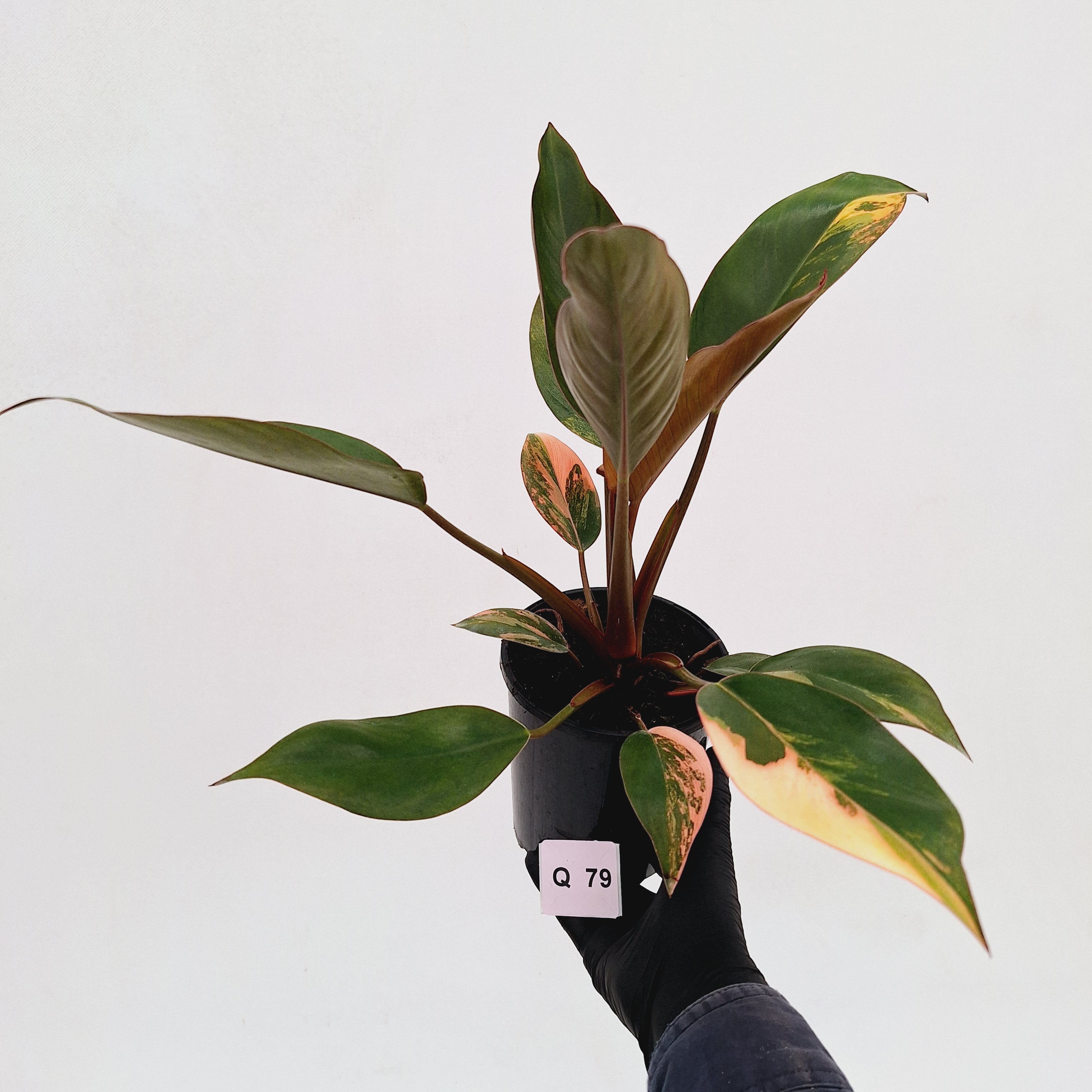 Philodendron &#39;Rojo Congo Variegated&#39;