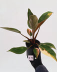 Philodendron 'Rojo Congo Variegated'