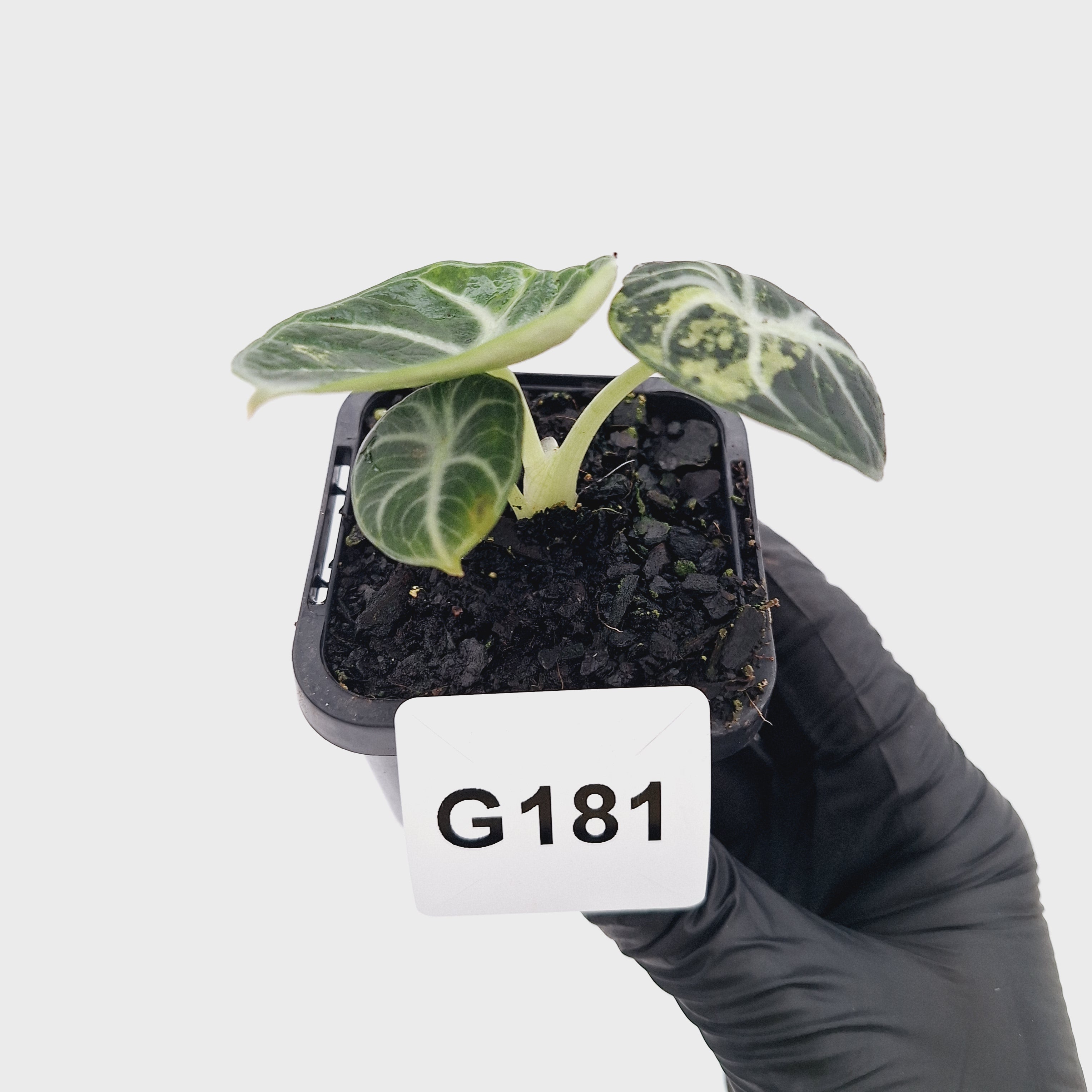 Alocasia reginula 'Ninja Variegata'