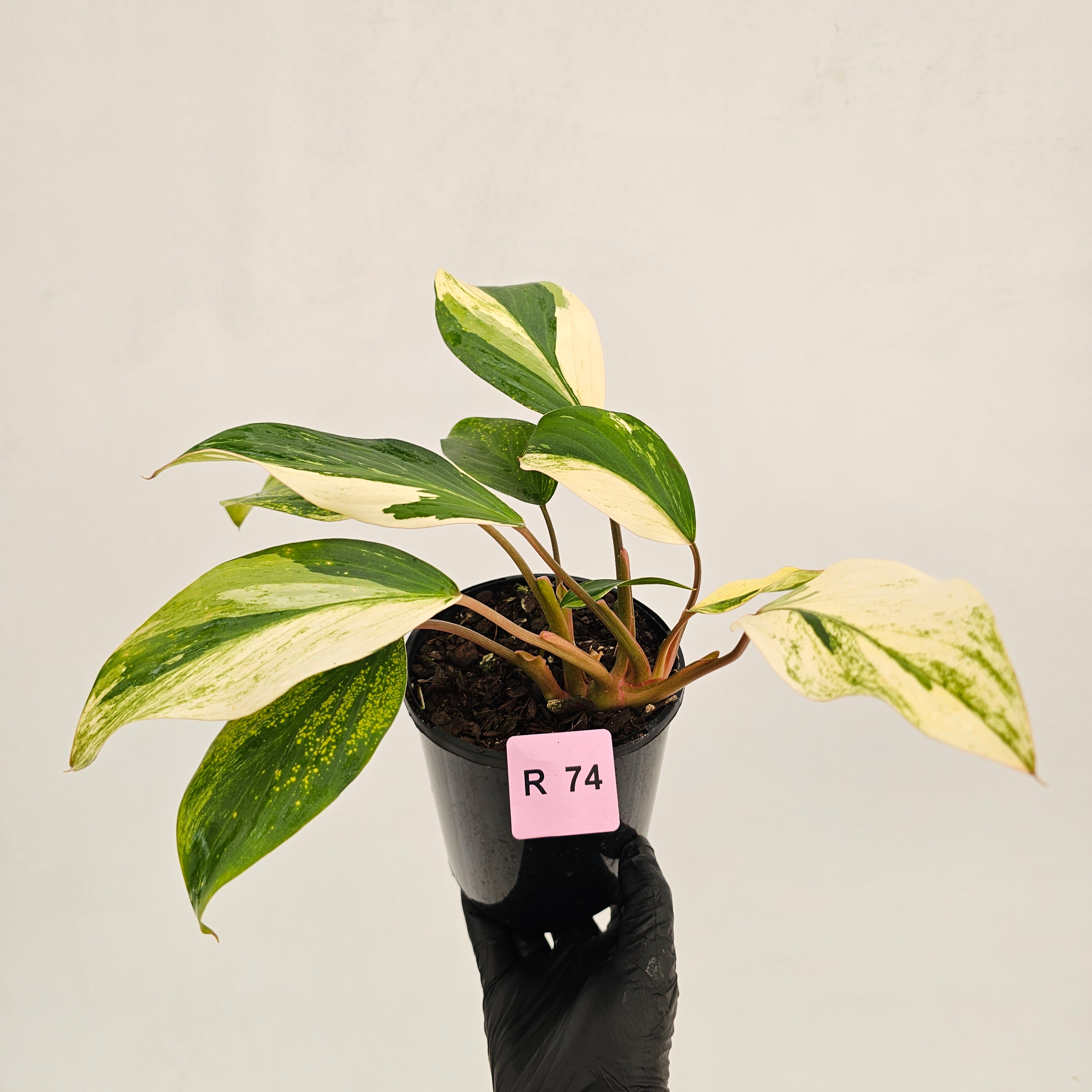 Homalomena 'Tropical Green' Variegata -sale