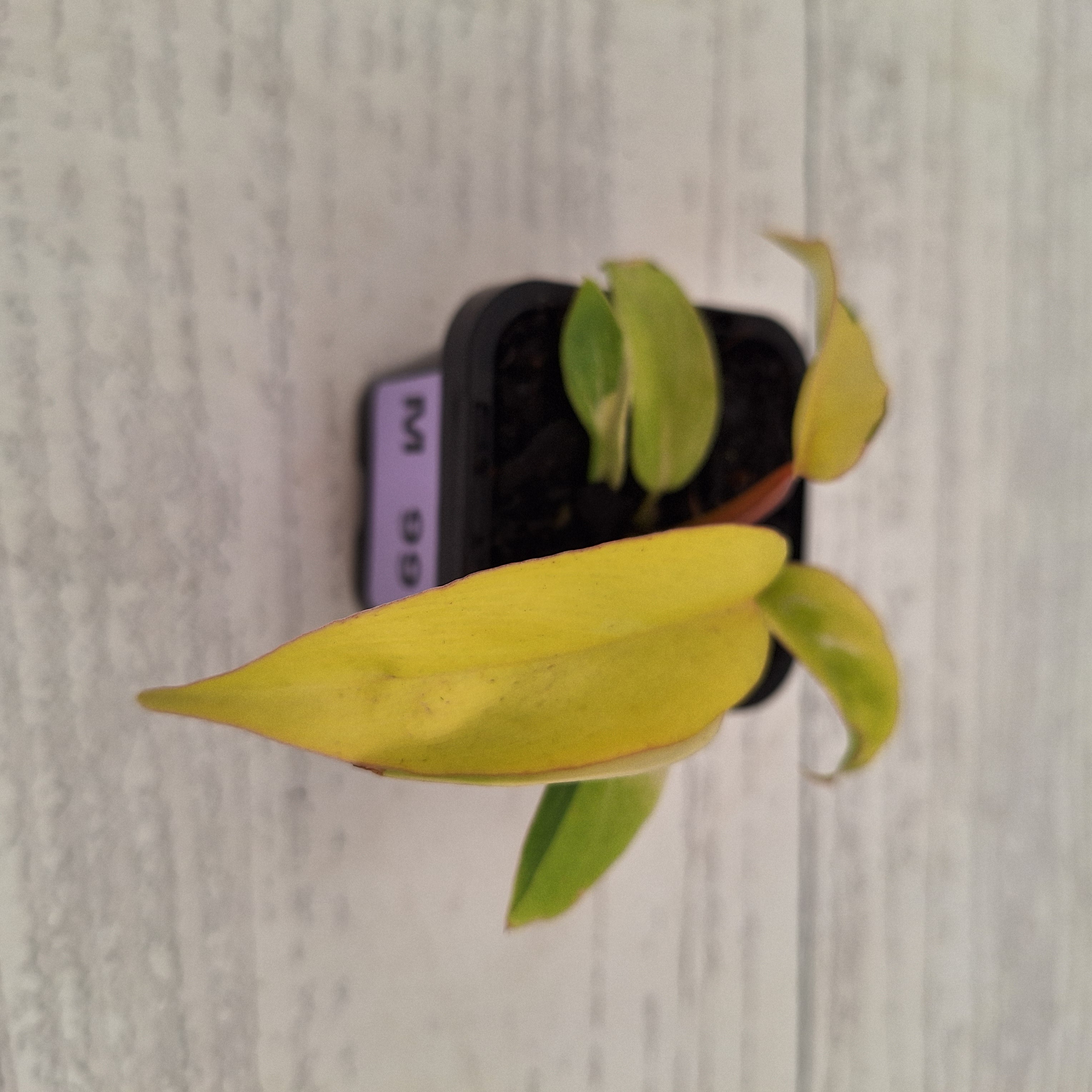 Philodendron pinnatifidum 'Jungle Fever Egg Yolk"