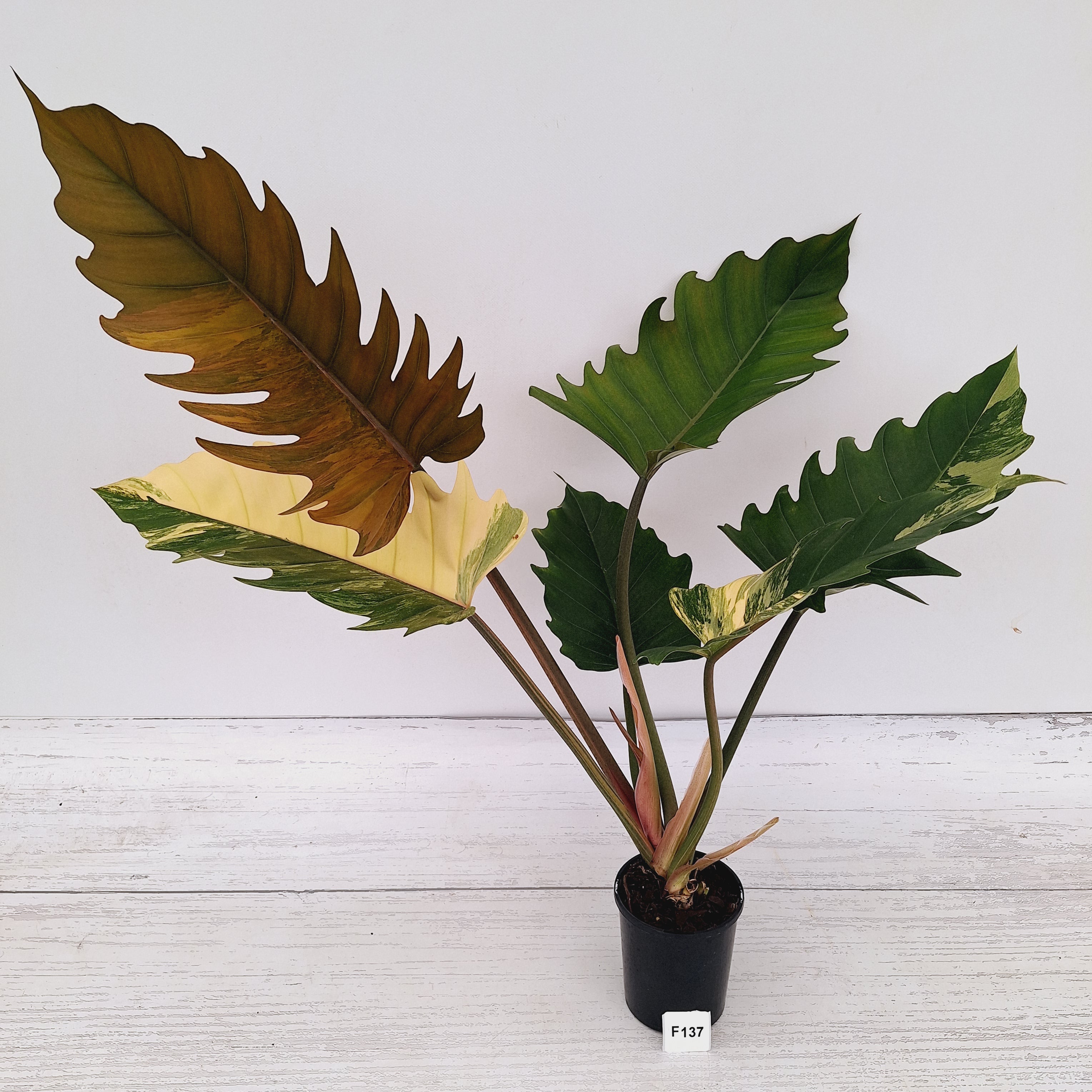 Philodendron serratum Caramel Marble