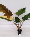 Philodendron serratum Caramel Marble
