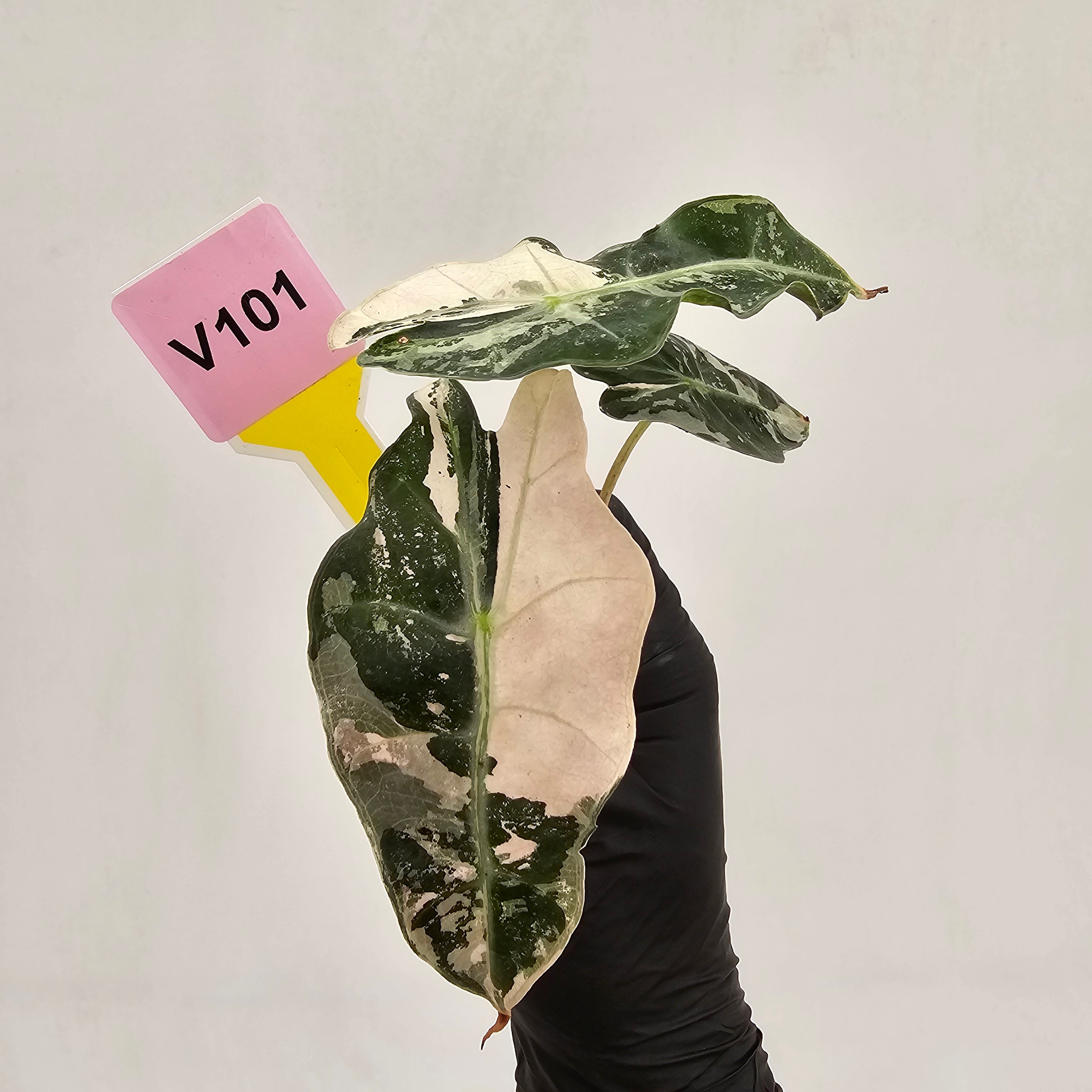 Alocasia Polly 'Snowflake Brocade'
