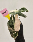 Alocasia Polly 'Snowflake Brocade'