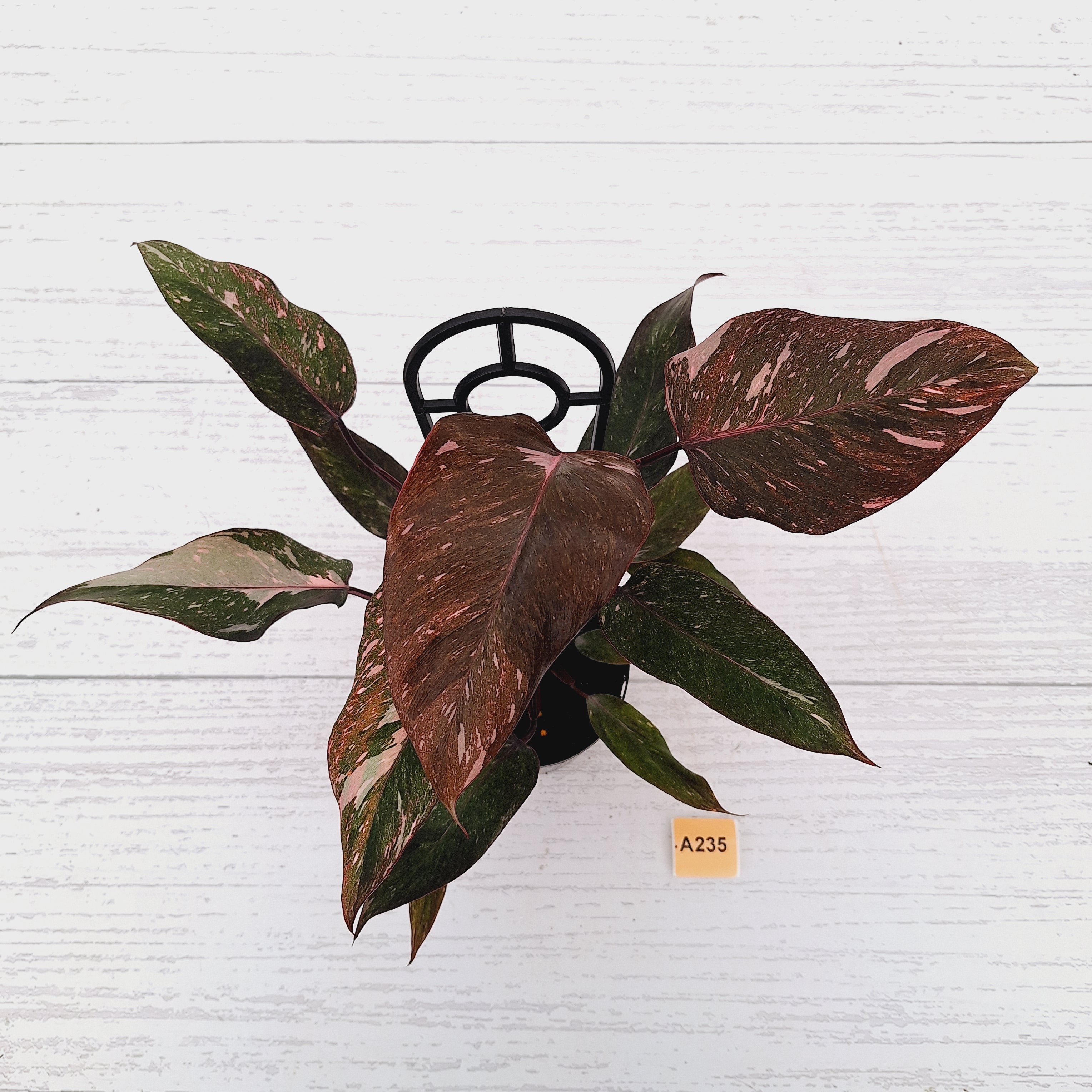 Philodendron &#39;Pink Princess Galaxy Marble&#39; Sport - Perfectly Imperfect