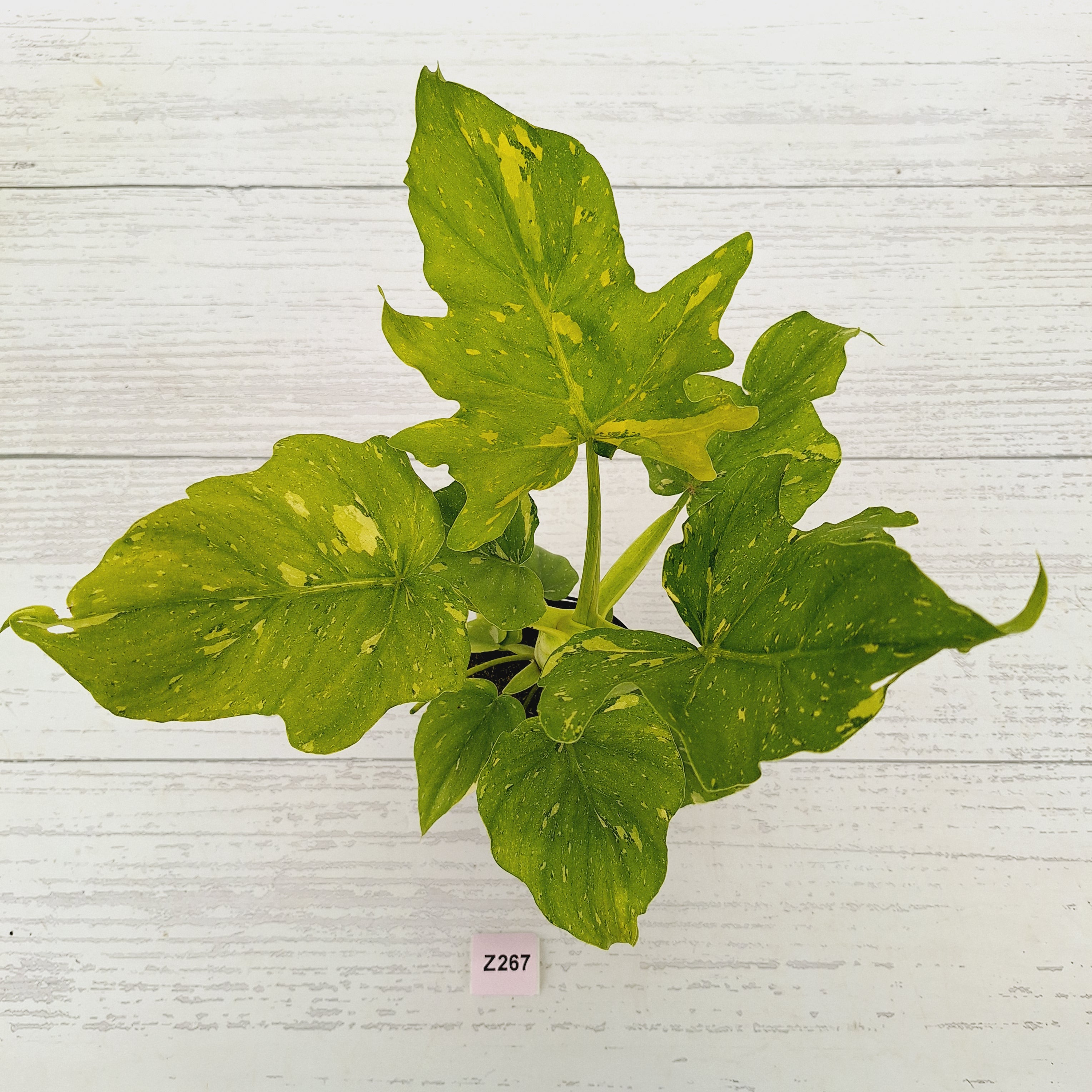 Philodendron warscewiczii Gold Variegata