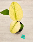 Monstera Deliciosa 'White Monster'