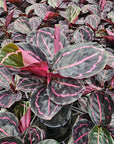 Calathea roseopicta Dottie