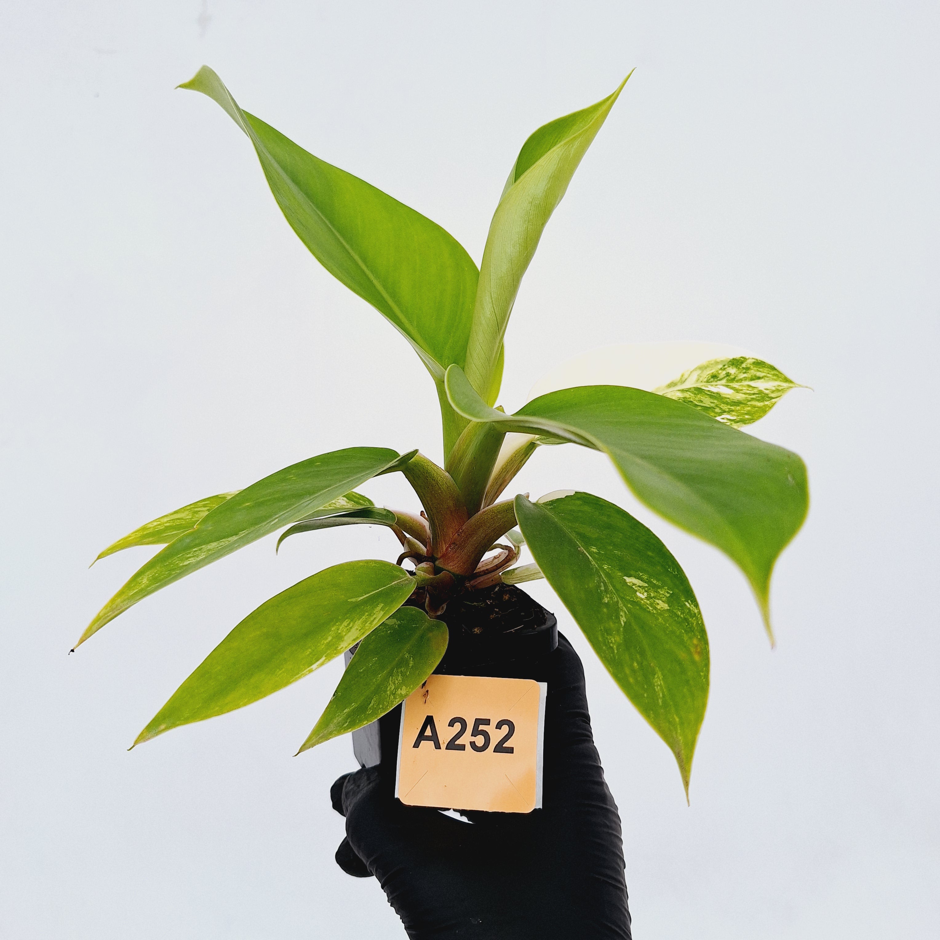 Philodendron imperial green variegata