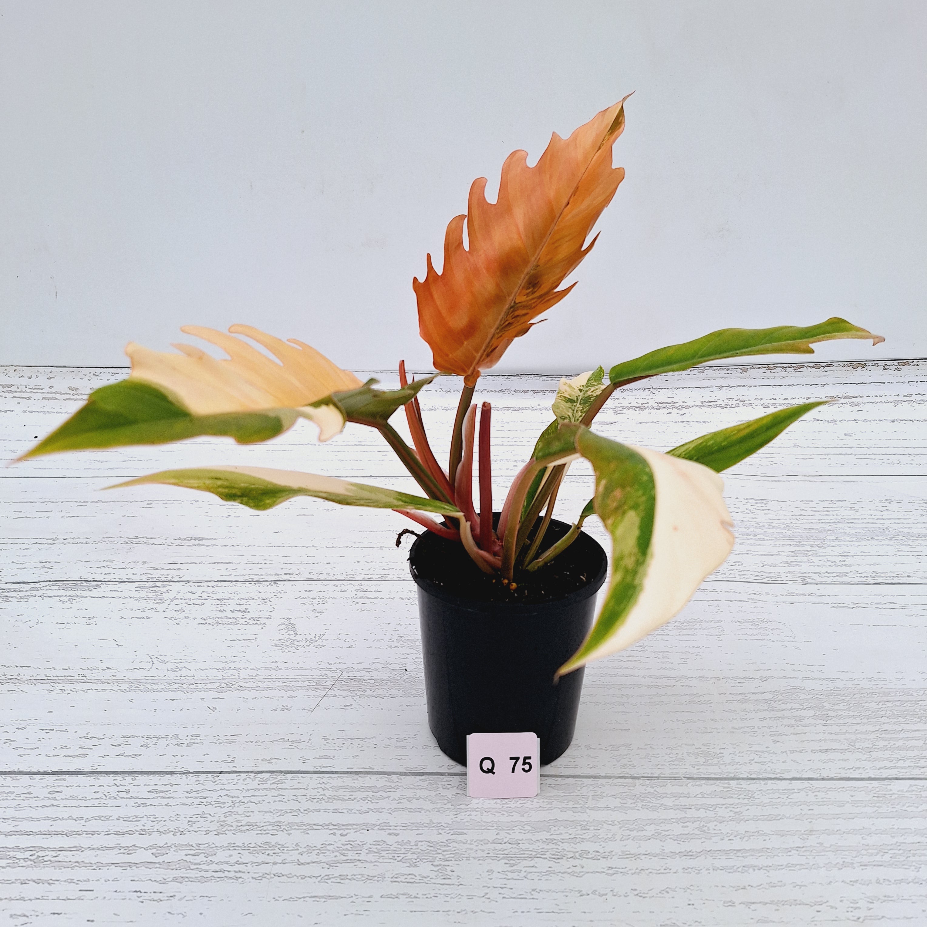 Philodendron serratum Caramel Marble