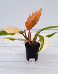 Philodendron serratum Caramel Marble
