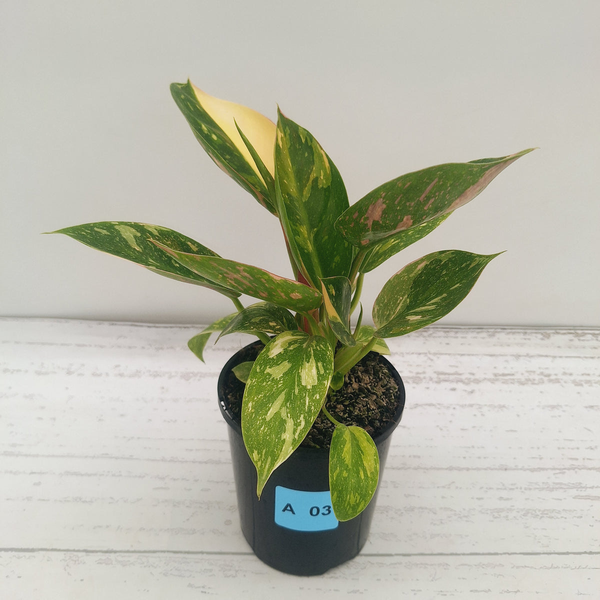 Philodendron Green Congo Variegata (Nuclear)