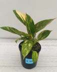Philodendron Green Congo Variegata (Nuclear)