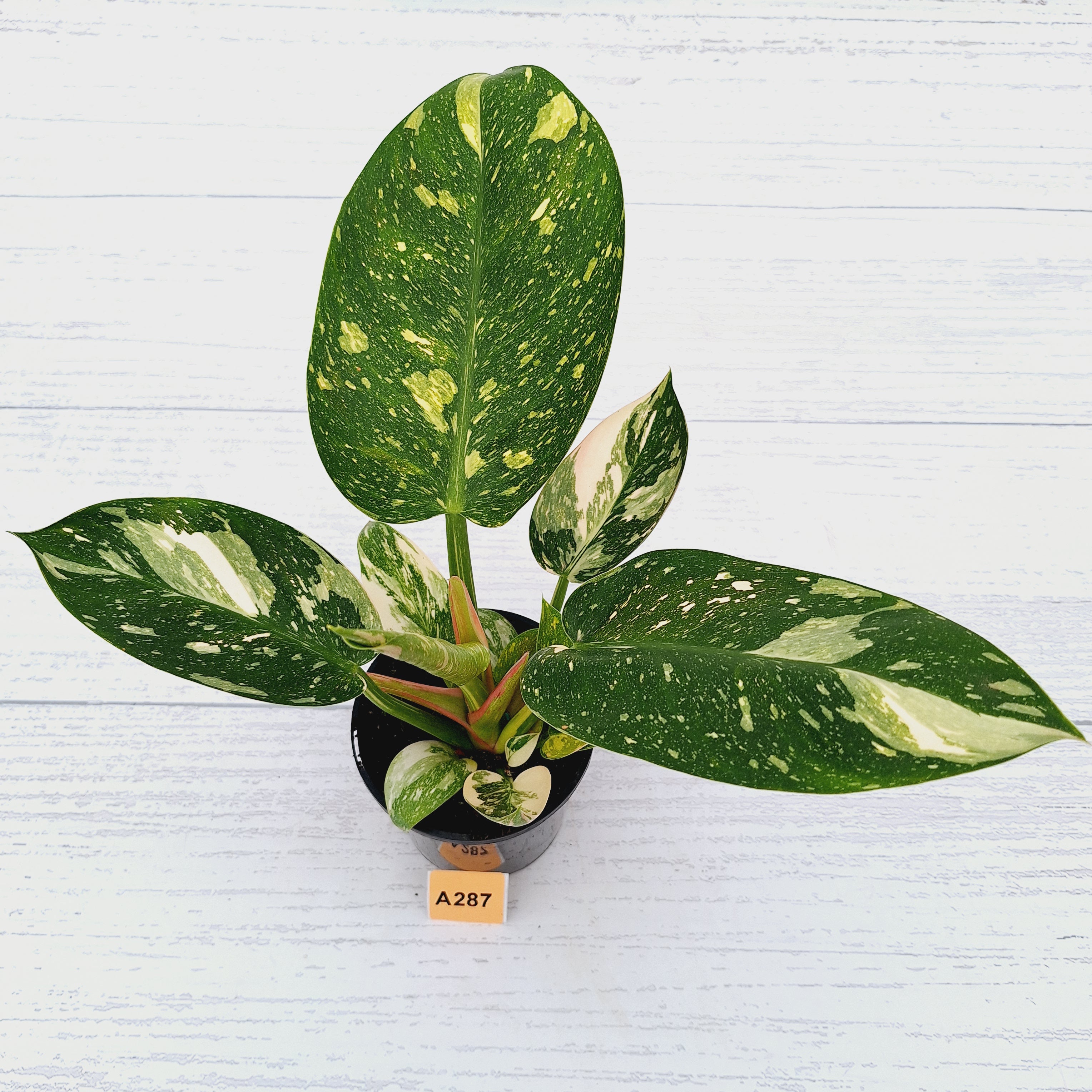 Philodendron Green Congo Variegata (Nuclear)