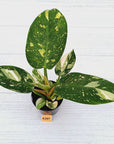 Philodendron Green Congo Variegata (Nuclear)