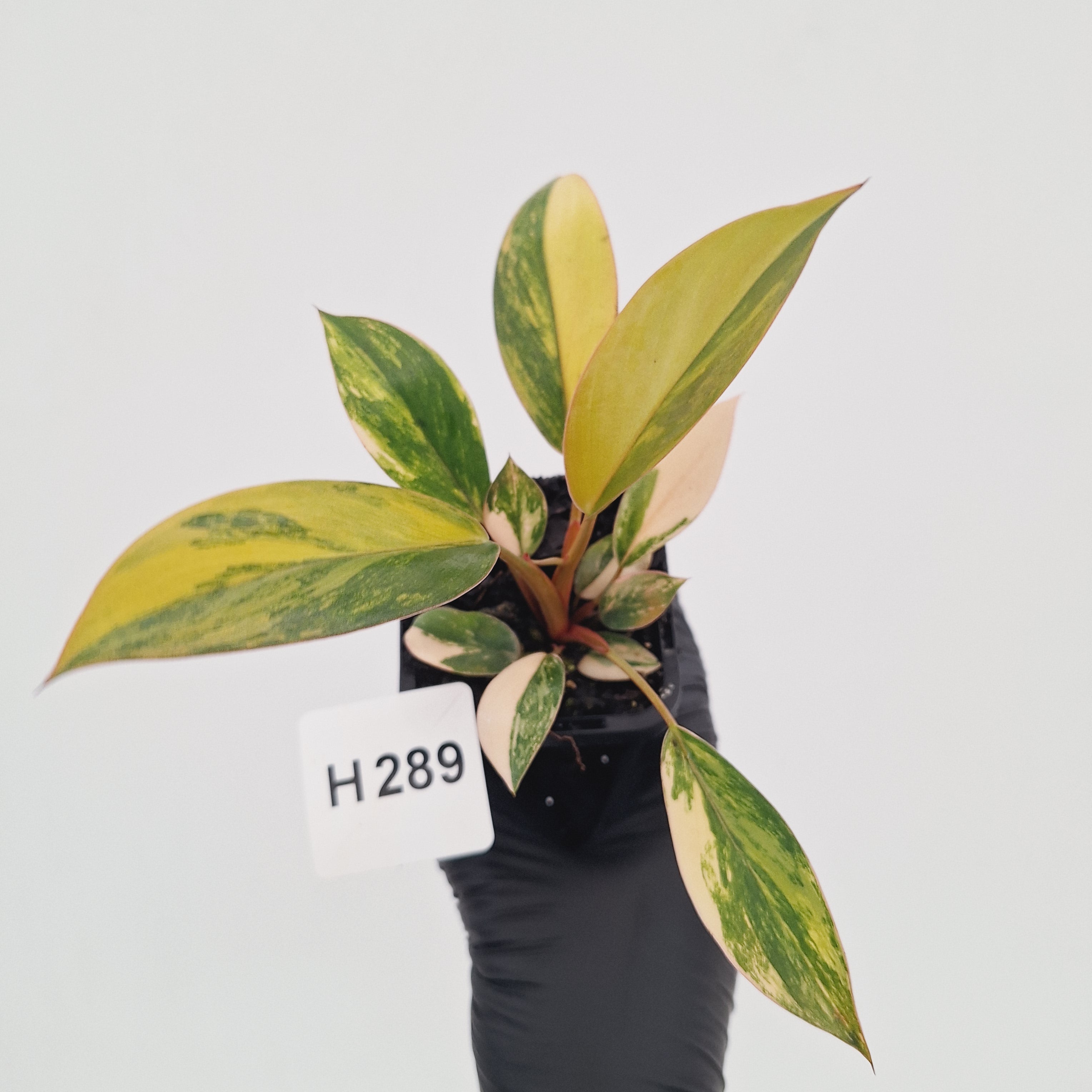 Philodendron 'Rojo Congo Variegated' - SALE