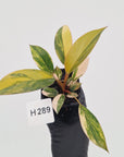 Philodendron 'Rojo Congo Variegated' - SALE