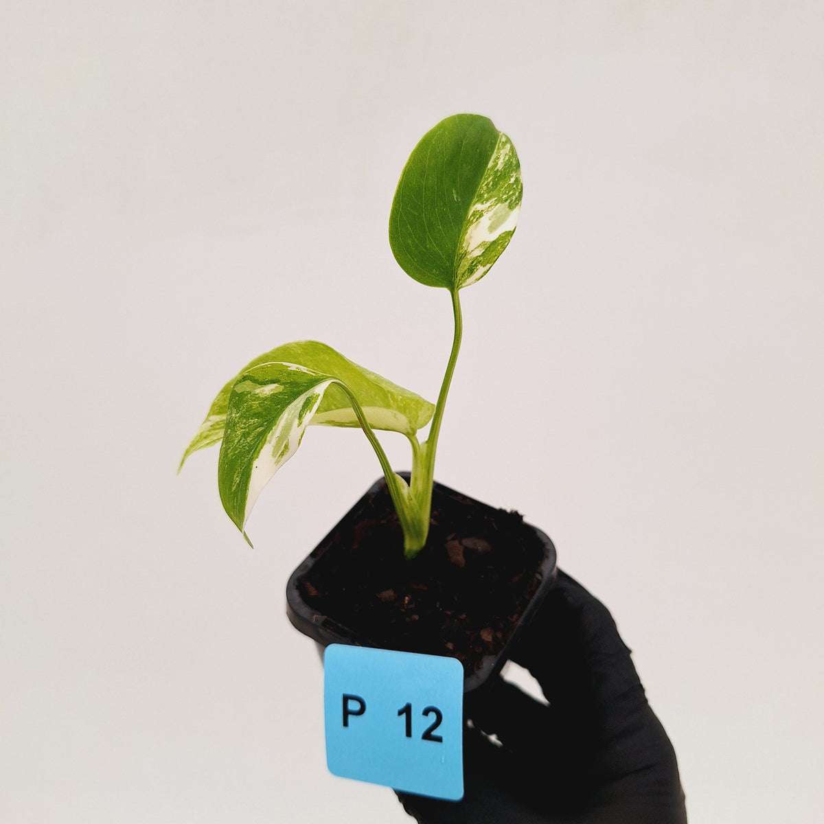 Monstera borsigiana 'Albo' - SALE