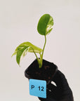 Monstera borsigiana 'Albo' - SALE