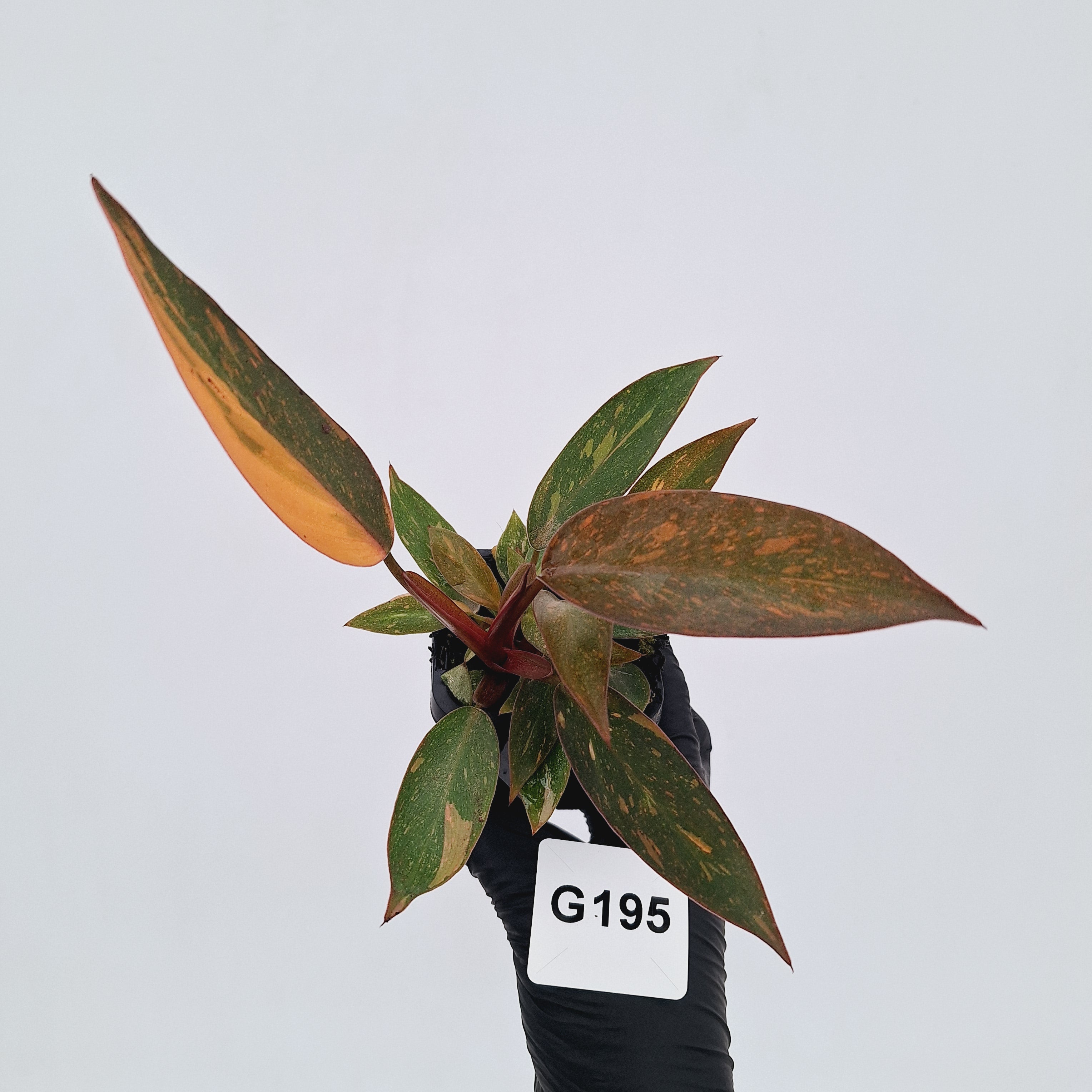Philodendron 'Orange Princess'