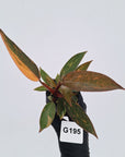 Philodendron 'Orange Princess'
