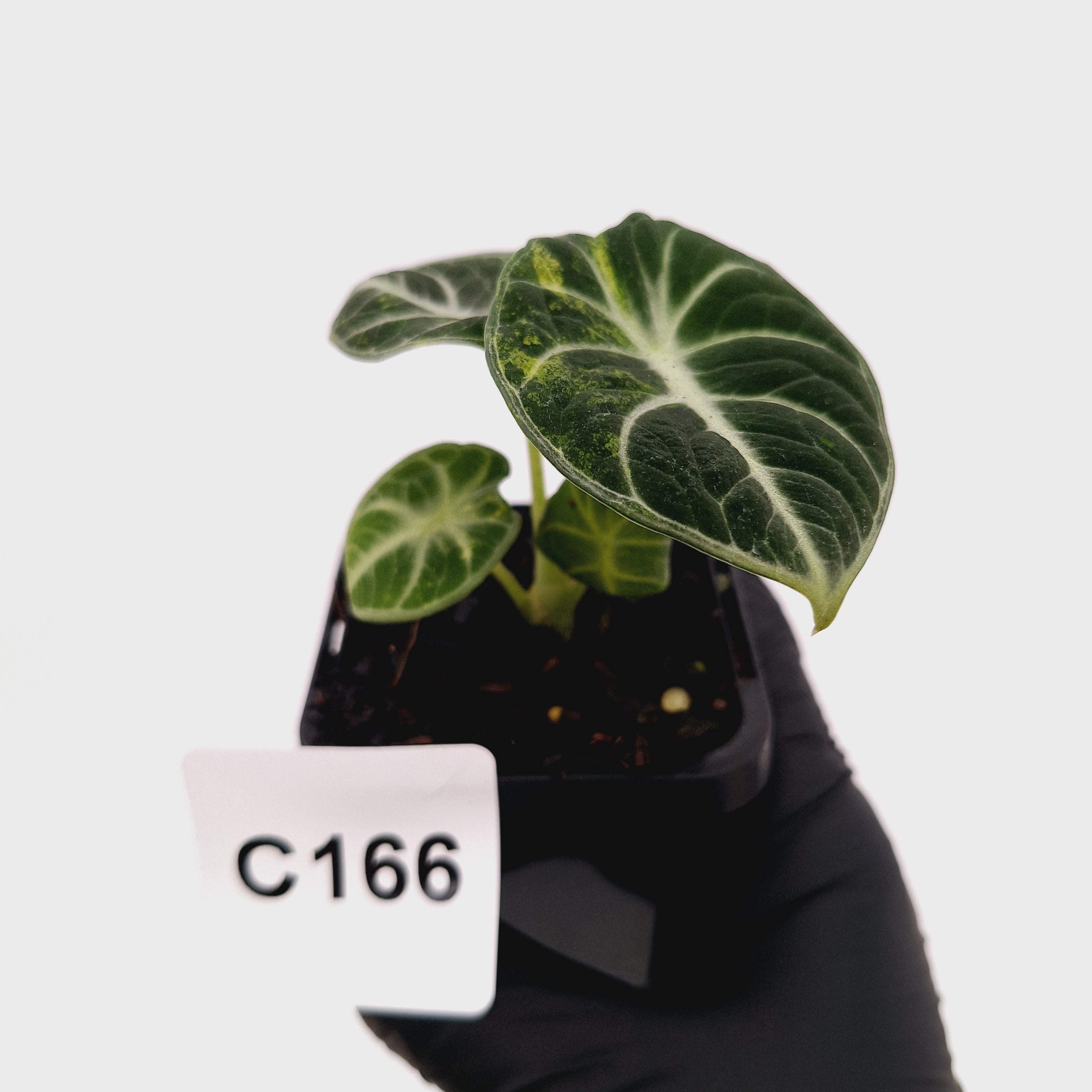 Alocasia reginula 'Ninja Variegata'