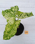 Caladium bicolour
