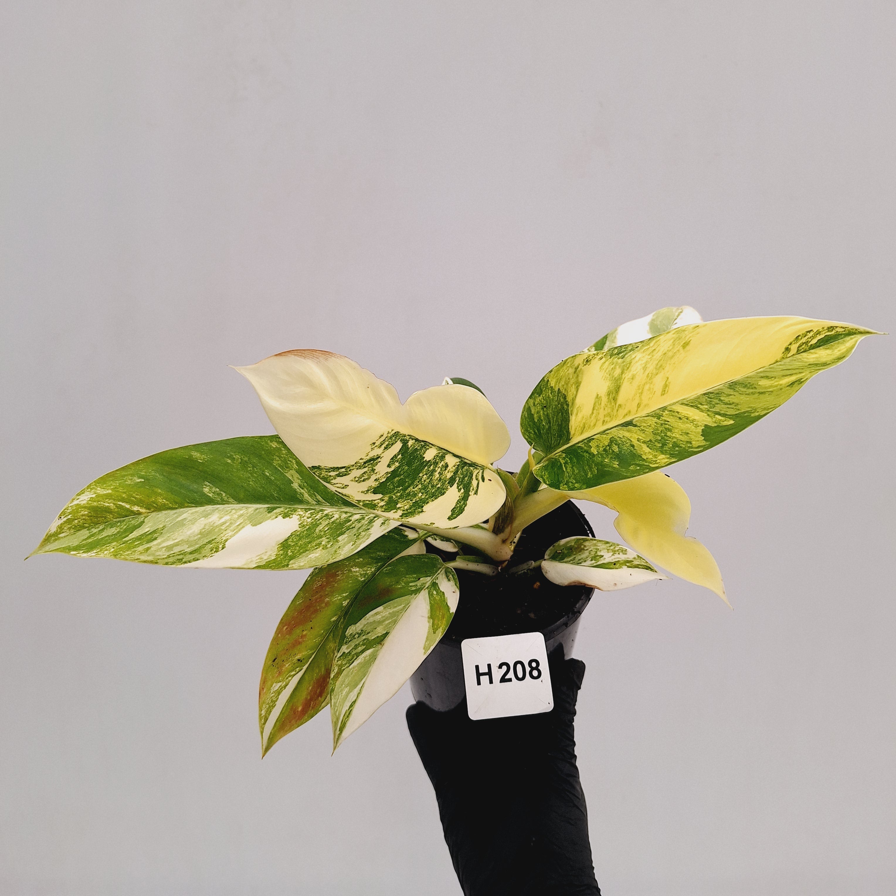 Philodendron imperial green variegata - SALE