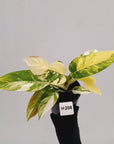 Philodendron imperial green variegata - SALE